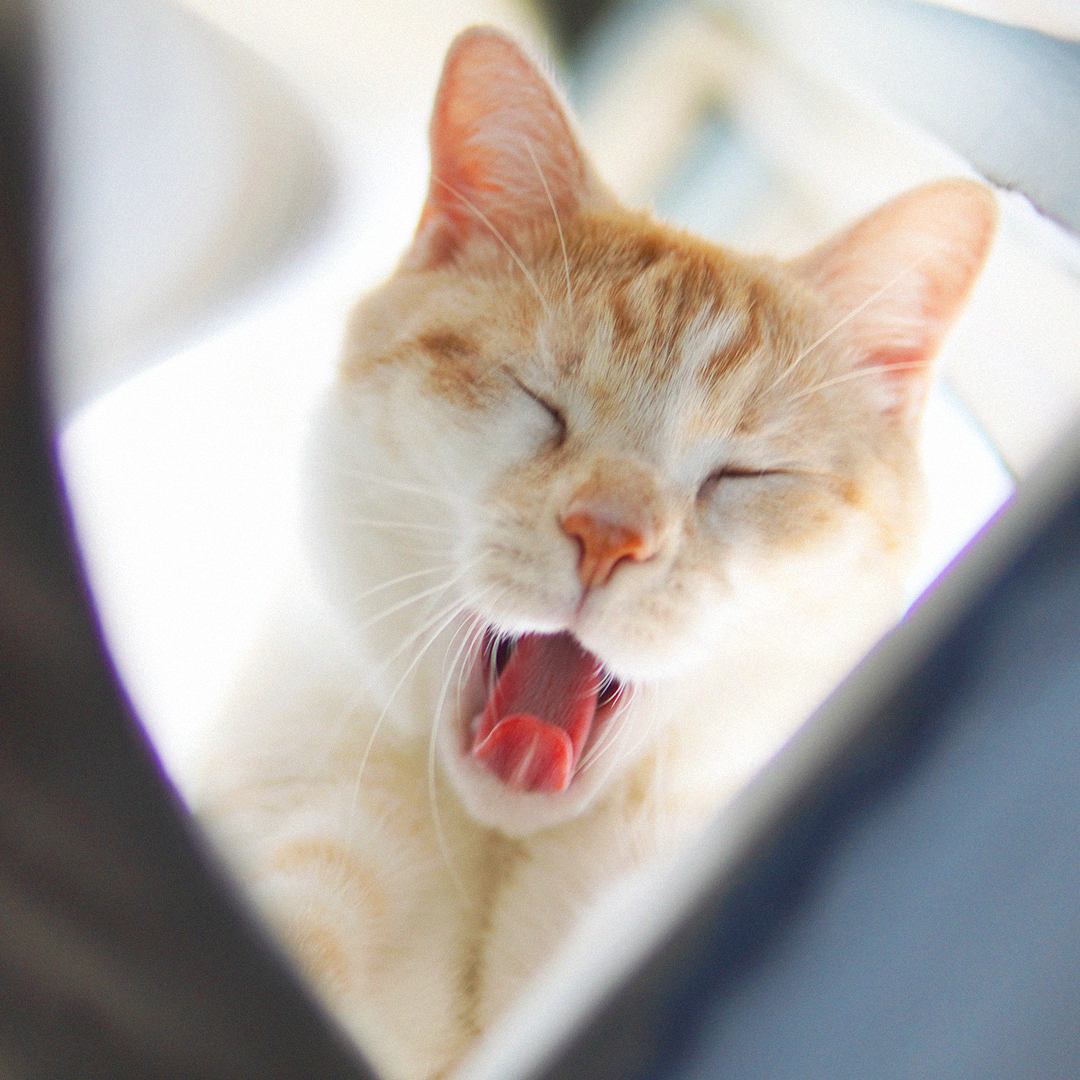 Cats1stUK