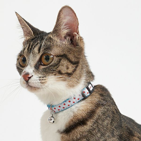 white-polka-dot-collar