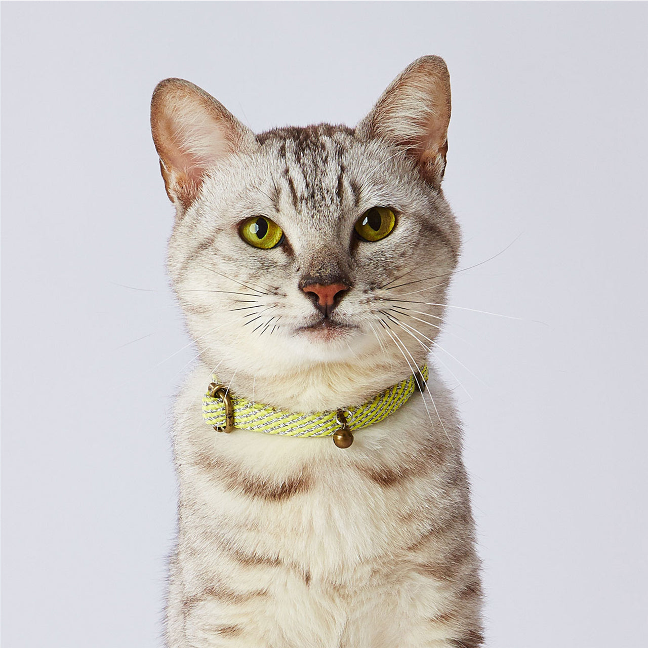 lime-reflective-collar