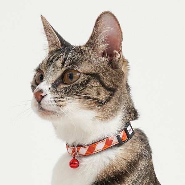 red-and-white-collar