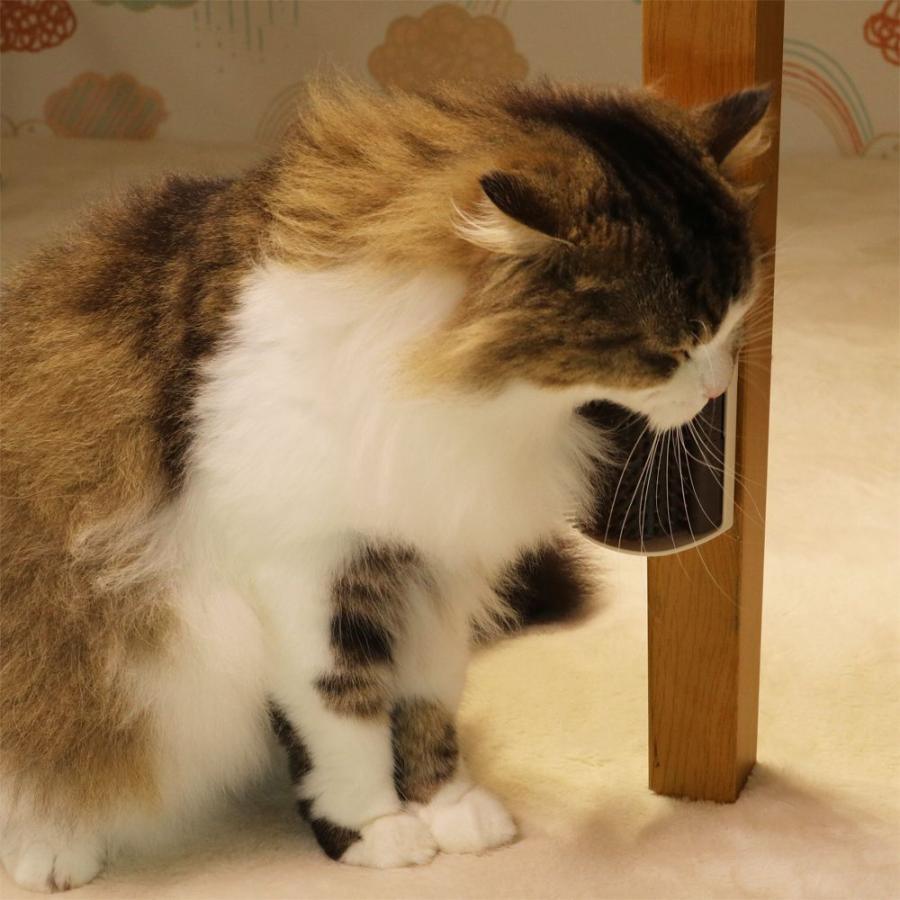CattyMan Cat Self-Grooming Brush - Cats1stUK