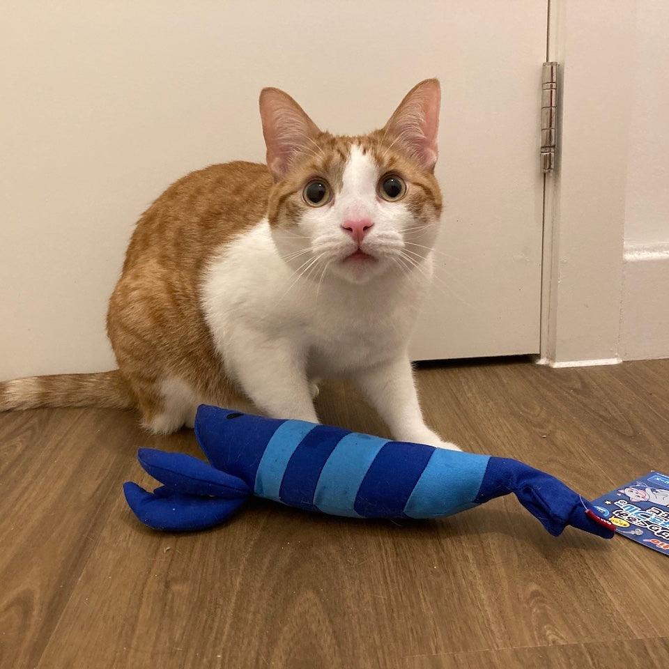 Petio Lobster Catnip Kicking Toy (Blue Toy Range) - Cats1stUK