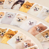 "Pome Match" Pomeranian Memory Game